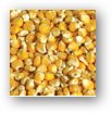 ce-corn1