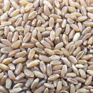ce-wheat-durum2