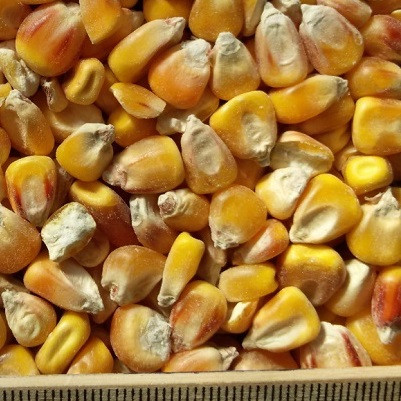 ce-corn-yellow1