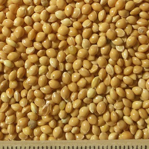 ce-millet-yellow2