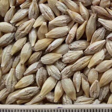 ce-barley2