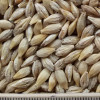 thumb_ce-barley2