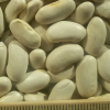 pu-kidney-beans-white2
