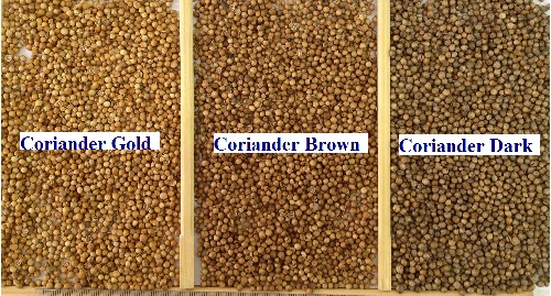 fo coriander gold brown dark2