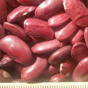 pu kidney beans red2